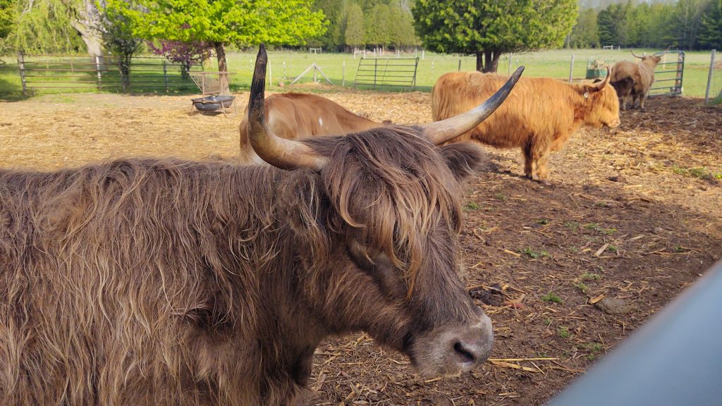 The Restless Viking: Hipcamp with Highland Cattle - Lowell's First