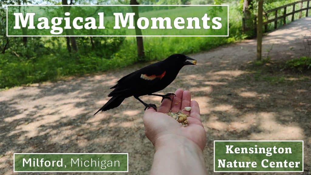 Feeding Song Birds - Kensington Metropark