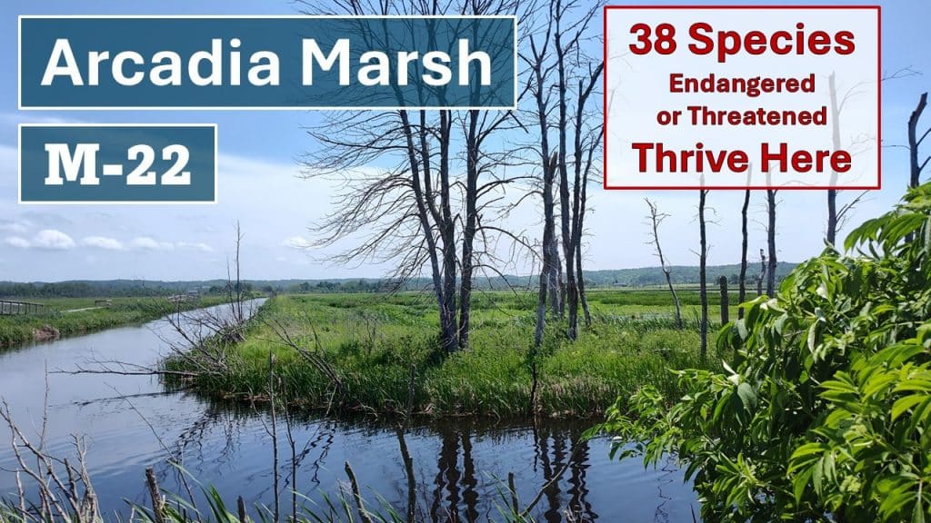 Arcadia Marsh